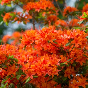 Flower Photography - Orange Rhododendrons - Flower Art - Flower Print