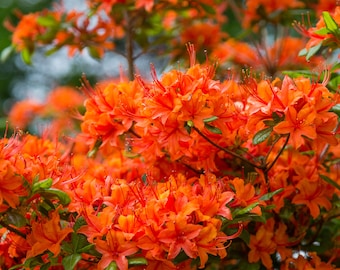 Flower Photography - Orange Rhododendrons - Flower Art - Flower Print