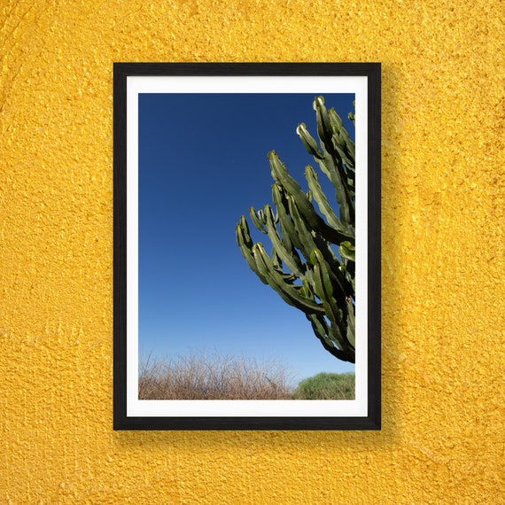 Cactus and Blue Sky Art Print: Tenerife Photography - Etsy