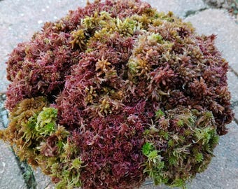 X 1/2 gallon live Sphagnum moss sampler fuzzy and crisp Maine fresh