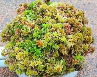 Live Sphagnum moss Color mix crisp Maine fresh Cleaned