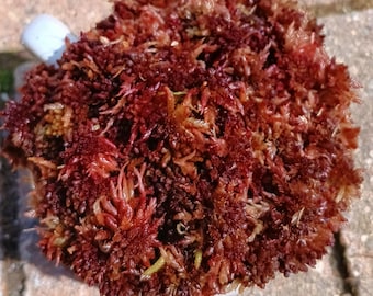 Live Sphagnum moss cherryberry fuzzy Maine fresh Cleaned