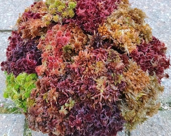 R 1/2 gallon live Sphagnum moss sampler fuzzy and crisp Maine fresh cleaned