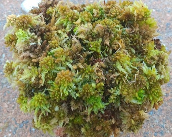 Live Sphagnum moss Cinnamon Spice fuzzy Maine fresh Cleaned  Bonsai Terrarium vivarium