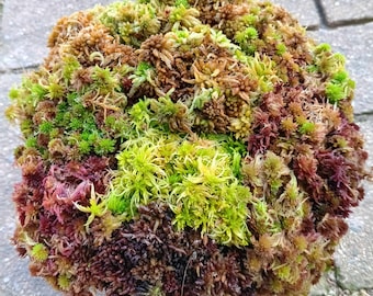 G 1/2 gallon live Sphagnum moss sampler fuzzy and crisp Maine fresh