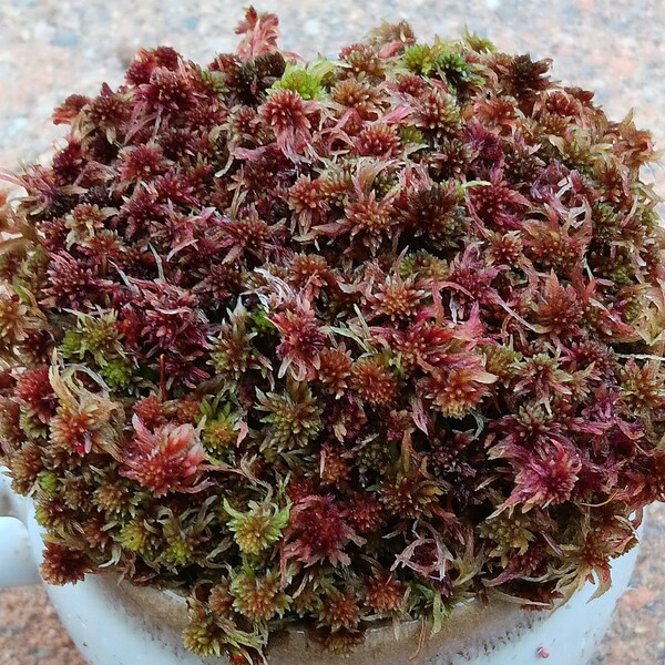 Live Sphagnum moss berry bowl crisp Maine fresh Cleaned