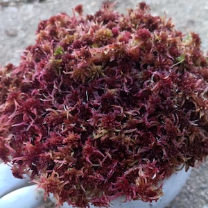 May include: A dense, rounded cluster of vibrant red and deep burgundy sphagnum moss. The plant material features a complex, branching structure with fine, needle-like foliage that creates a textured, multi-layered appearance throughout.