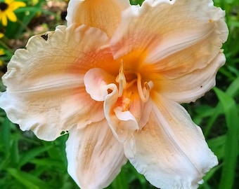 May include: A large daylily flower with ruffled, pale peach petals that transition to a vibrant yellow center. The bloom features multiple layers of soft, curved petals with visible delicate veining and a prominent stamen in the middle.