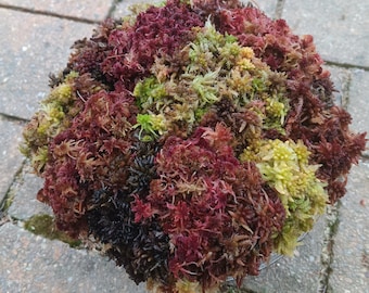 U 1/2 gallon live Sphagnum moss sampler fuzzy and crisp Maine fresh