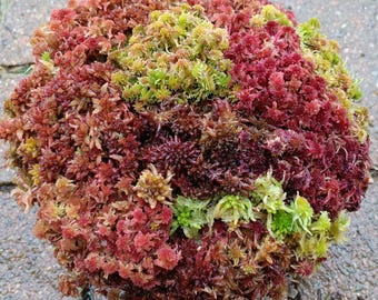 Q 1/2 gallon live Sphagnum moss sampler fuzzy and crisp Maine fresh cleaned