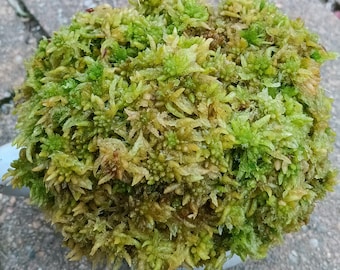 Live Sphagnum moss Lemon lime fuzzy Maine fresh Cleaned