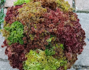 W 1/2 gallon live Sphagnum moss sampler fuzzy and crisp Maine fresh