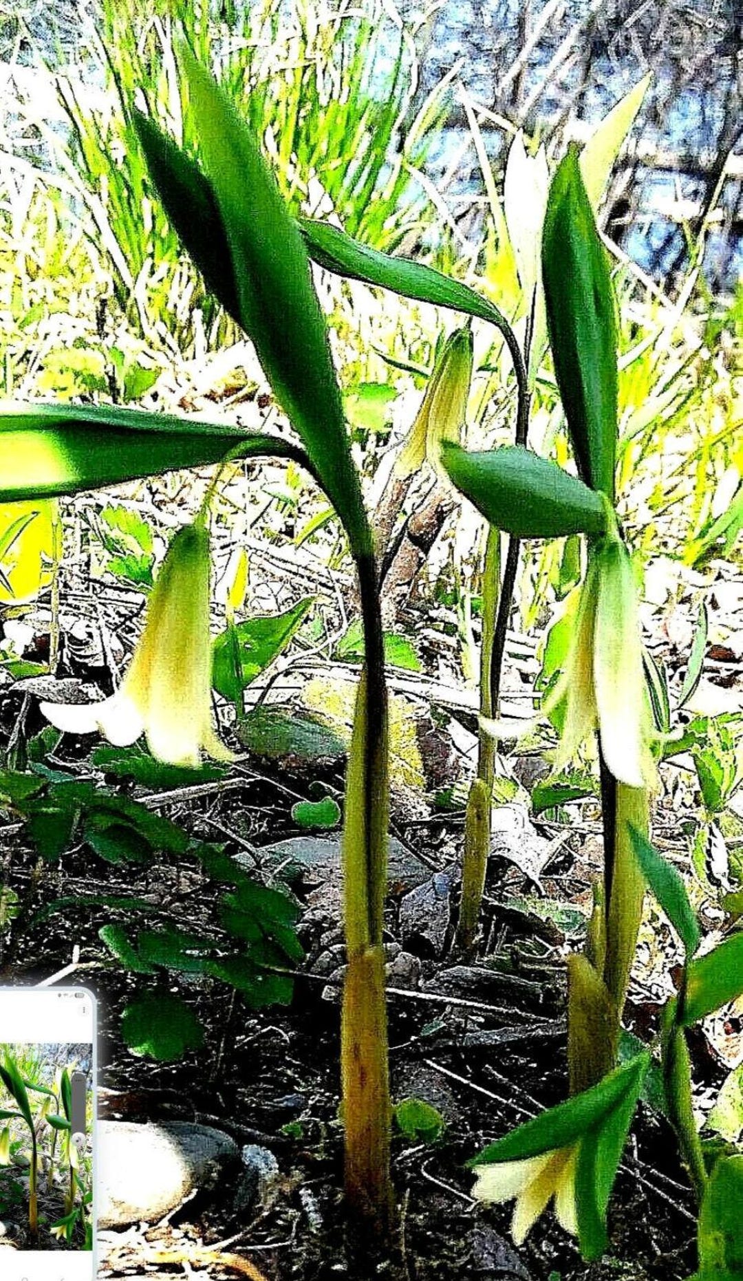 8 Organically Grown Sessile Bellwort Rhizomes Uvularia Sessilifolia ...