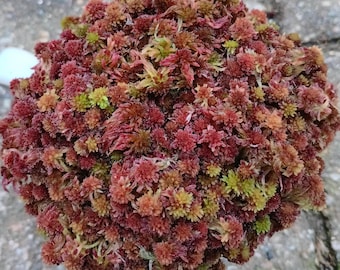Live Sphagnum moss roseberry crisp Maine fresh Cleaned