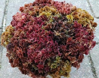 B 1/2 gallon live Sphagnum moss sampler fuzzy and crisp Maine fresh