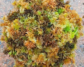 Live Sphagnum moss Fall fruit fuzzy Maine fresh Cleaned  Bonsai Terrarium vivarium