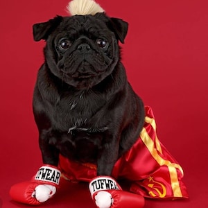 Pet Boxing costume set Gloves personalized and shorts personalized, Halloween costume  for pets