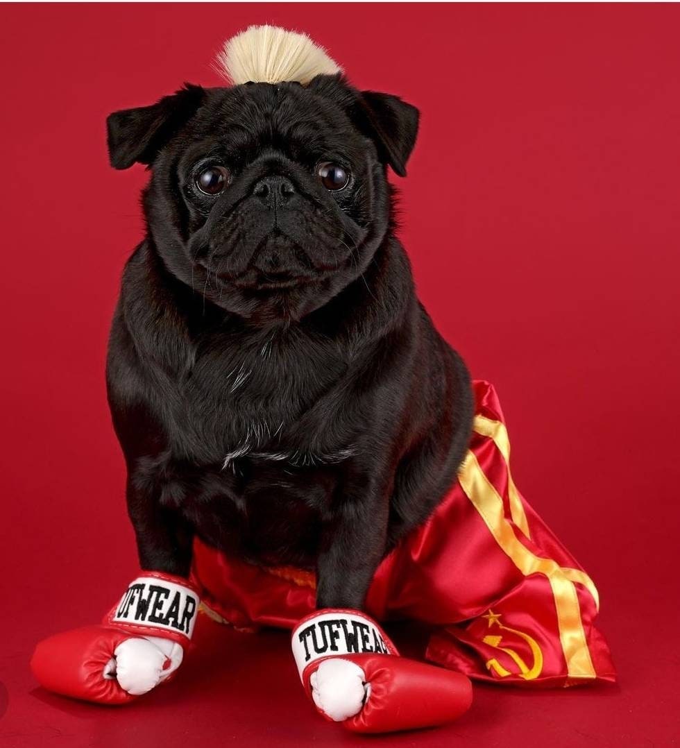 Pug dog boxer punching with red leather boxing gloves Stock Photo