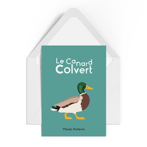 Carte Postale du Canard Colvert du Marais Poitevin. Canard barboteur, plongeant la tête pour atteindre le fond de l'eau avec son bec. A6