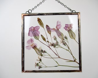 Pressed flowers in hanging glass frame with stained glass, pink Vaccaria. Framed pressed and dried flowers. Floating flowers. LV192