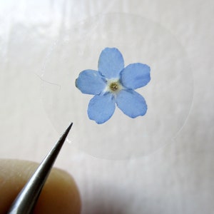Autocollants de fleurs faits de vraies fleurs pressées, Myosotis, Myosotis. Lot de 21 autocollants ronds et transparents en forme de fleurs. Autocollants de fermeture. St56