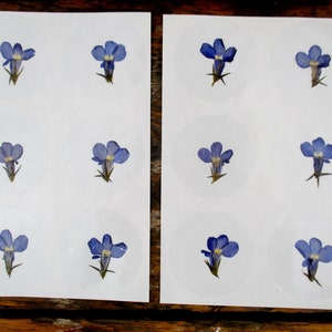 Pegatinas de flores prensadas reales, conjunto de 12 flores azules de Lobelia. Pegatinas de flores redondas transparentes, 40 mm. Decoración (St55)