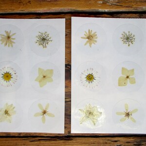Autocollants de vraies fleurs pressées. Stickers ronds, transparents, fleurs blanches, de 40 mm de diamètre. 12 pièces. Autocollant fleur. Autocollant de fermeture (Sg22)