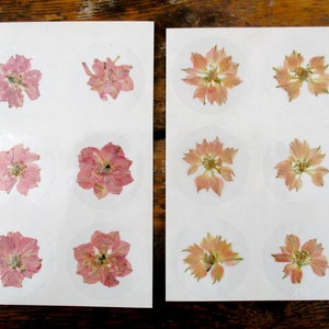 Autocollants en vraies fleurs pressées, lot de 12 fleurs de pied d'alouette roses et saumon. Autocollants fleurs rondes transparentes, 40 mm. Décoration (St54)
