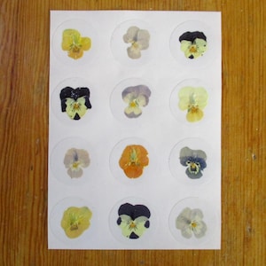 Autocollants de vraies fleurs pressées, Violettes 12 pièces, 30 mm. Autocollants transparents de fleurs pressées et séchées, autocollants de fermeture. (St57)