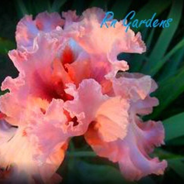 ENTICE - Tall Bearded Iris - Dug, cleaned & bleached - Ships JULY - Bonus Iris added in multiple orders