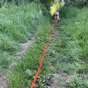 May include: A small, light-coloured dog on a red lead walks down a grassy path. The path is surrounded by tall green grass and foliage, with sunlight filtering through the trees in the background. The dog is facing the camera.