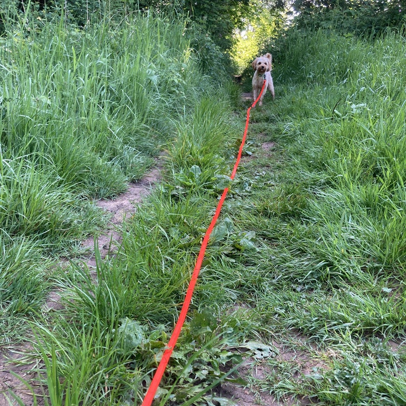 May include: A small, light-coloured dog on a red lead walks down a grassy path. The path is surrounded by tall green grass and foliage, with sunlight filtering through the trees in the background. The dog is facing the camera.