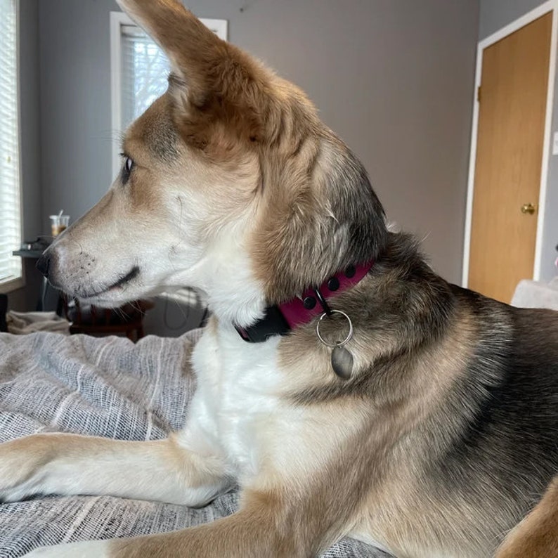 May include: A brown and white dog with a pink collar and a silver tag is lying on a grey blanket. The dog is looking to the left of the frame.