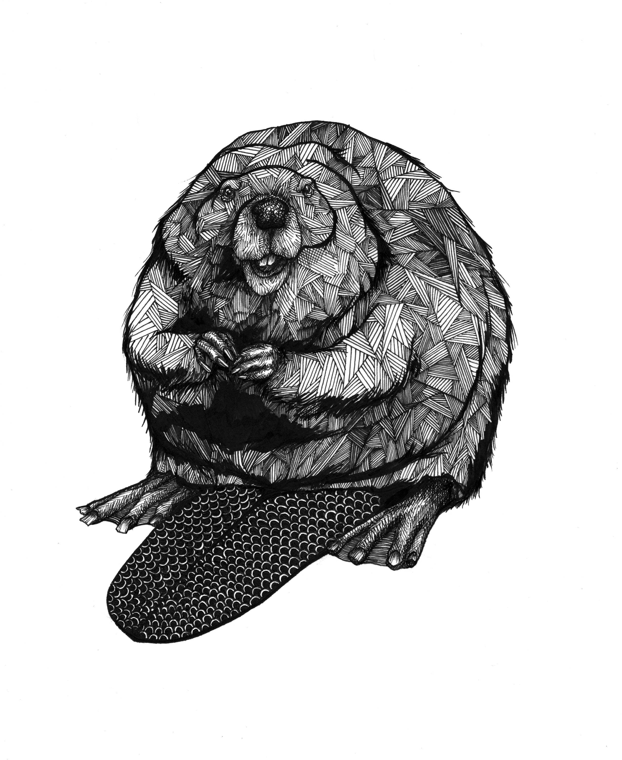 Beaver Art Beaver Prints Art Prints Beaver Drawings | Etsy