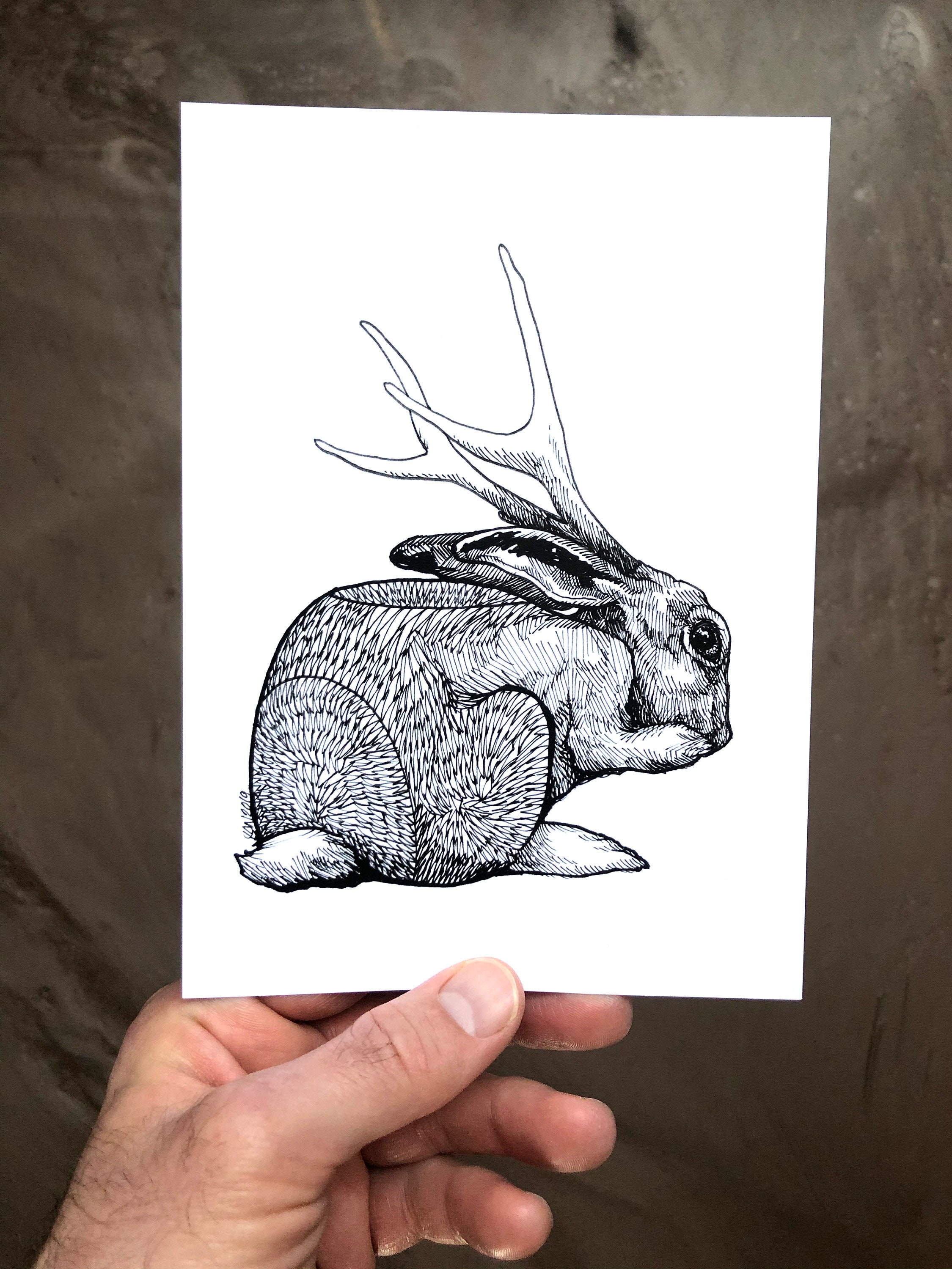 Jackalope