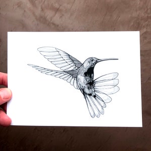 Art du colibri - Tirages de colibri - Tirages d’art - Art des oiseaux - Dessin de colibri à la mangue noire - Tirages 5x7 - Dessins d’oiseaux - Art mural