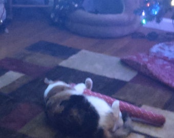 Kickers d'herbe à chat