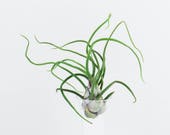 Bulbosa | Air Plant, Airplant, Tillandsia