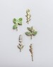 Culinary Pin Pack • Basil, Lavender, Thyme, Rosemary and Mint 