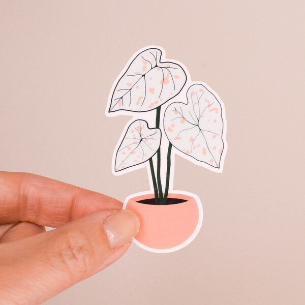 Caladium - Etsy