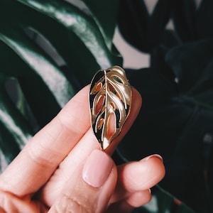 Monstera Adansonii