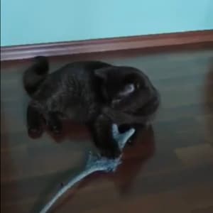 Peut inclure: Un chat brun jouant avec un jouet gris sur un sol en bois.