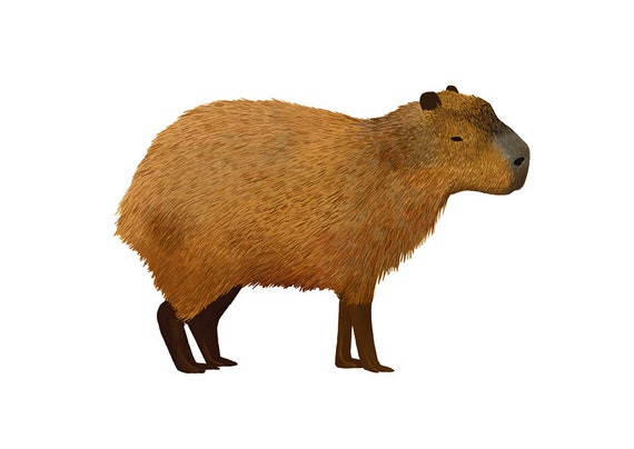 Buy Capybara Postcard Animal Illustration, Cute South American Animal,  Small Children's Gift, Home Decor, Animal Lover Art Card Online in India 