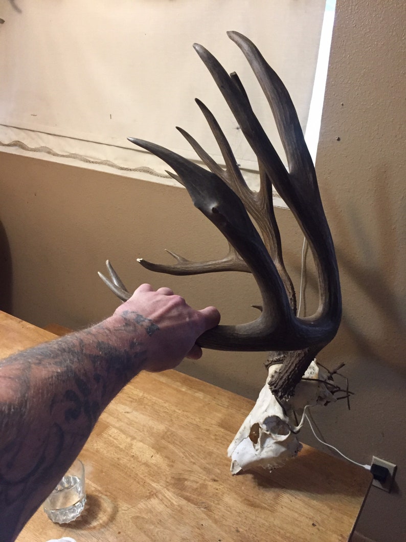 whitetail antlers
