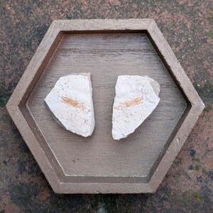 May include: Two off-white, irregularly shaped stones with a reddish-brown fossil imprint, displayed in a hexagonal, brown wooden tray. The tray sits on a brick surface, providing a rustic aesthetic. The stones appear to be ancient artifacts.