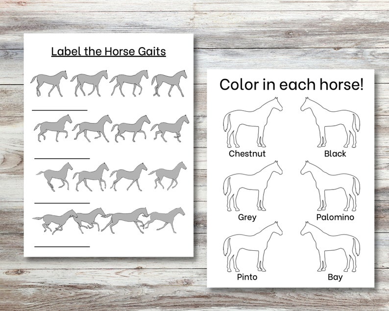 May include: A printable worksheet with two sections. The first section shows a series of horse gaits and asks the user to label them. The second section shows outlines of horses in different colours and asks the user to colour them in. The colours are chestnut, black, grey, palomino, pinto, and bay.