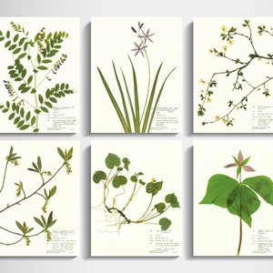 Oregon Flowers Print Set spring art pressed flower wall art set of 6 print pressed wildflower botanical print plant art 11x14 8x10 5x7 image 1