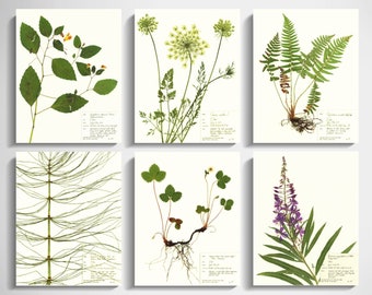 Oregon Plants Print Set; of 6 prints summer home decor wildflower prints pressed plant artwork scientific print set 8x10 11x14 portland art