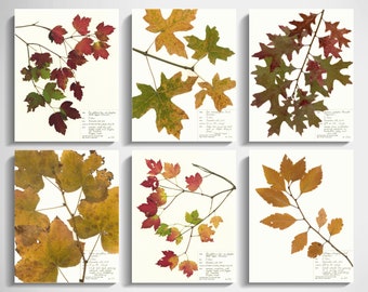Fall Leaves Print Set; fall decor thanksgiving decor set of 6 prints pressed leaves art autumn home décor 5x7 8x10 11x14 wall art maple oak