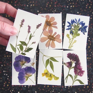 May include: Six cards with pressed flowers on white backgrounds. The flowers include purple, pink, blue, and yellow blooms.